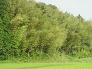 畑に迫る竹林