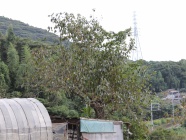 柿は全部で１０本　　種類は一部不明