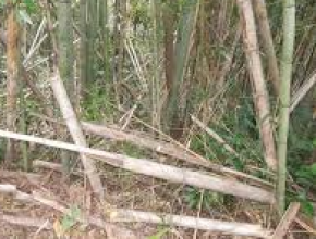 荒れた竹林